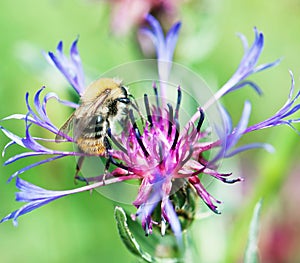 Bee pollinate beautiful cornflower