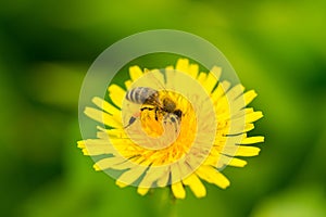 Bee pollinate dandelion