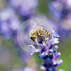 Bee pollinate a flower