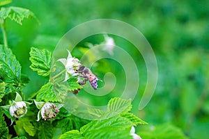 Bee pollinate on flower of raspberry, nature background.