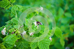 Bee pollinate on flower of raspberry, nature background.