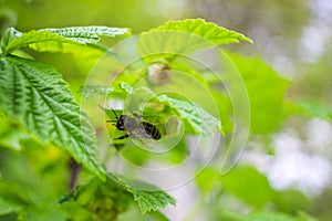 Bee pollinate on flower of raspberry, nature background.