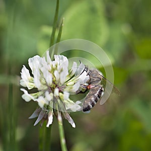 Bee pollinate a flower of white clover
