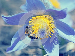 Bee pollinate pulsatilla flower, blue filter