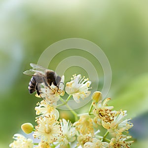 Bee pollinate a yellow flower