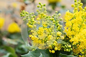 A bee pollinate yellow flowers of oregon grape shrub or holly-leaved barberry in springtime