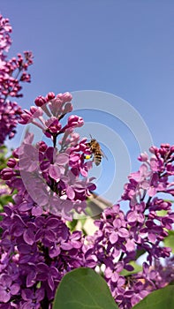 Bee pollinated lilac