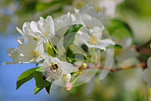 Bee pollinates apple flower