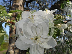 The bee pollinates the apple tree