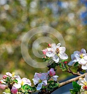 A bee pollinates an apple tree flower collecting nectar and pollen