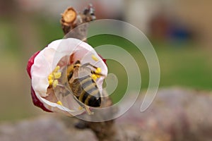 Bee pollinates apricot blossoms in the spring