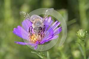 Bee pollinates Aster dumosus