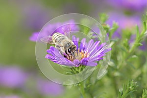 Bee pollinates Aster dumosus