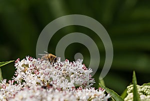 Bee pollinates a big white flower