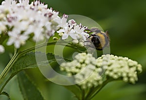 Bee pollinates a big white flower