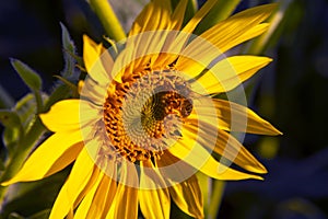 Bee pollinates blooming sunflower close-up. Agronomy, agriculture and botany