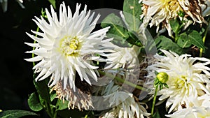 A bee pollinates a blooming white dahlia flower. Flowerbed with flowers