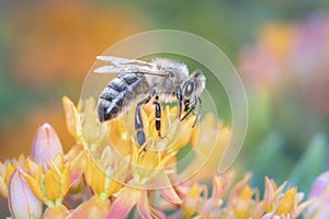 Bee pollinates butterfly milkweed, Asclepias Tuberosa