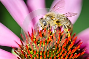 bee pollinates a colourful flower/bee pollinates a colourful flo