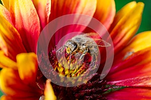 Bee pollinates a colourful flower/Bee takes pollen from a colourful flower, close up