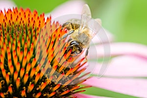 bee pollinates echinacea purpurea/close up of the bee pollinating echinacea purpurea