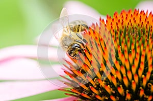 the bee pollinates echinacea purpurea /close up of the bee pollinating echinacea purpurea