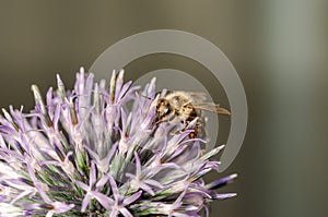 Bee pollinates the Echinops/bee pollinates blue flower
