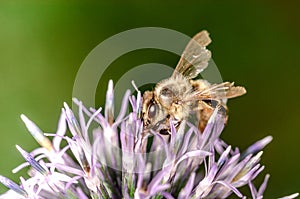 Bee pollinates the Echinops/yellow bee pollinates the blue Echinops