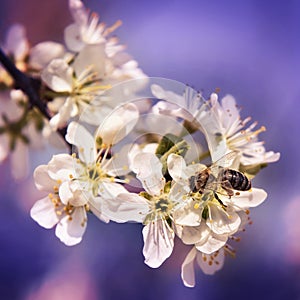 Bee pollinates a flower cherry closeup