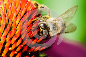 The bee pollinates the flower echinacea. Pollination