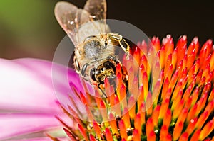 The bee pollinates the flower echinacea. Pollination