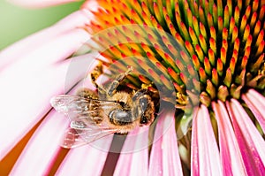 The bee pollinates the flower echinacea. Pollination