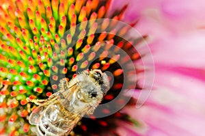 The bee pollinates the flower echinacea. Pollination