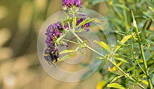 Bee pollinates a flower, mÃÂ©hecske beporozza a virÃÂ¡got photo