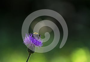 Bee pollinates a flower, mÃÂ©hecske beporozza a virÃÂ¡got