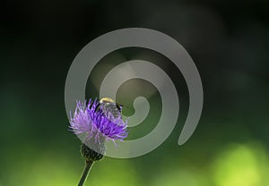 Bee pollinates a flower, mÃ©hecske beporozza a virÃ¡got