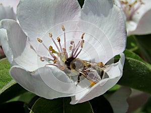 The bee pollinates the flower of the quince tree