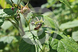 The bee pollinates the flower of young green Raspberry fruit