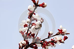 A bee pollinates flowering apricot branch. Beekeeping and fruit growing problems.