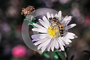 Bee pollinates flowers, macro photo