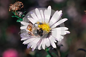 Bee pollinates flowers, macro photo