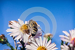 Bee pollinates flowers, macro photo