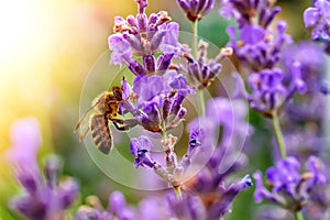 The bee pollinates the lavender flowers. Plant decay with insects.