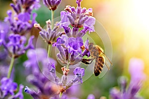 The bee pollinates the lavender flowers. Plant decay with insects. photo