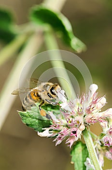 Bee pollinates mint flower/Pollinating the bee mint flower on a sunny day