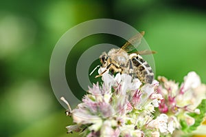 Bee pollinates mint flower/Pollinating the bee mint flower on a sunny day