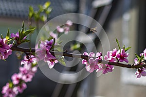 Bee pollinates nectarine peach blossom flower