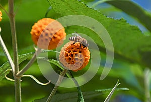 A bee pollinates an orange ball tree flower
