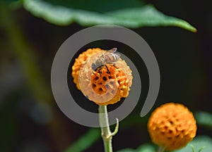 A bee pollinates an orange ball tree flower