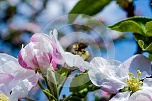 Bee pollinates pink apple tree flower on flowering tree in spring